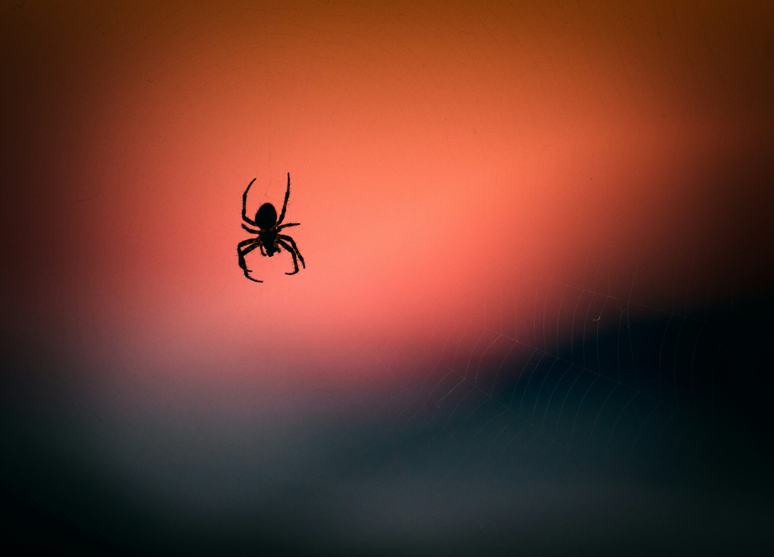 Grote zwarte spin in huis? Dit zijn de mogelijke soorten en wat je kunt doen