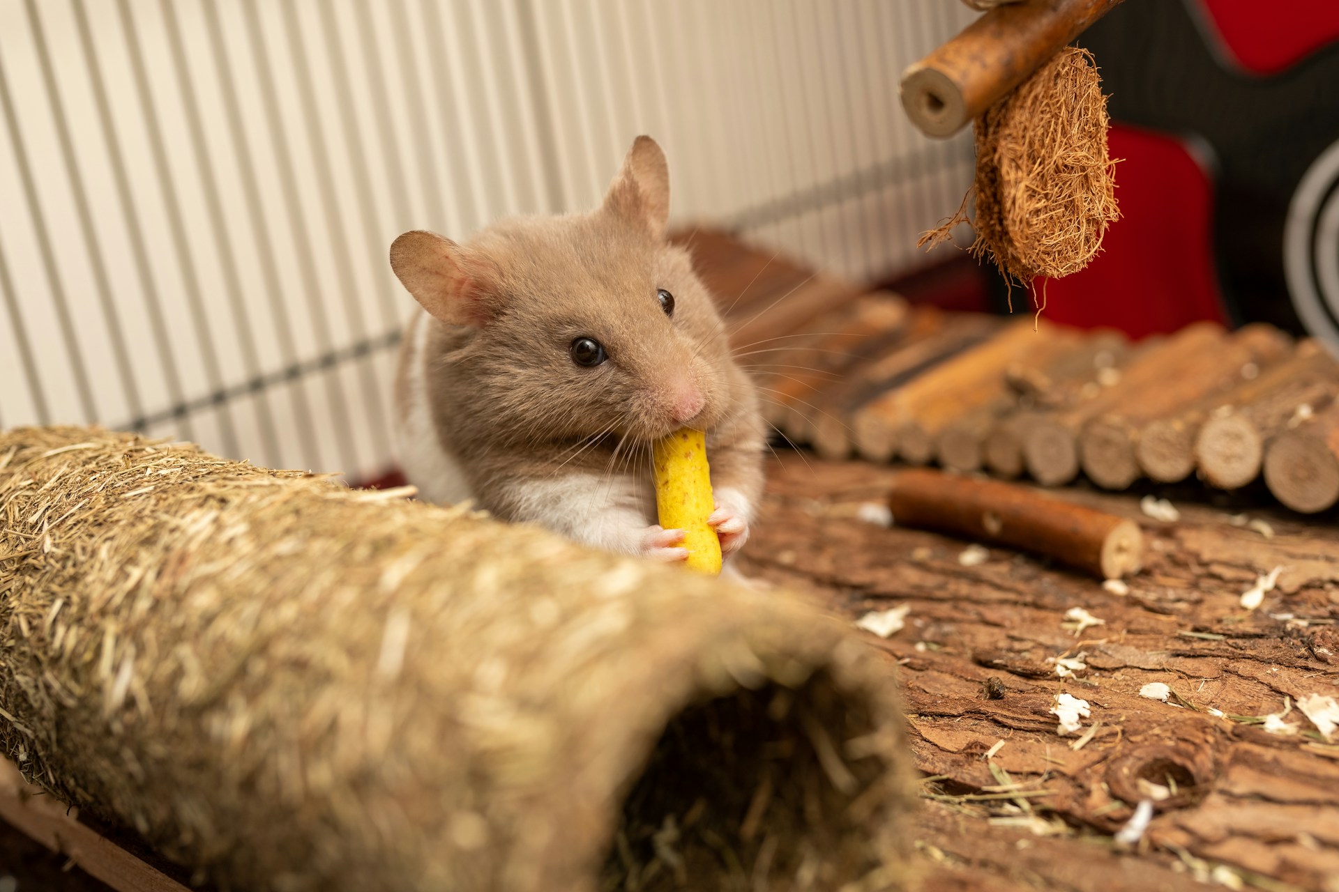 hamster