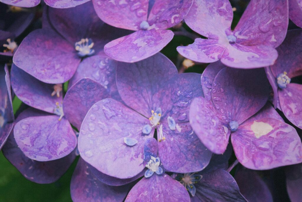 Paarse hortensia