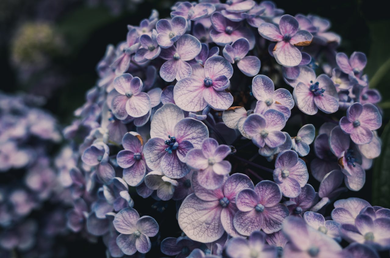 Hortensia combineren met siergras: de mooiste combinaties voor je tuin
