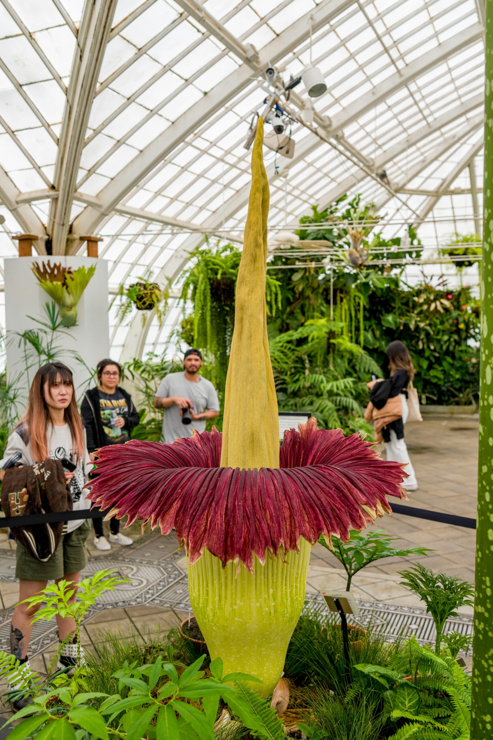 Penis plant