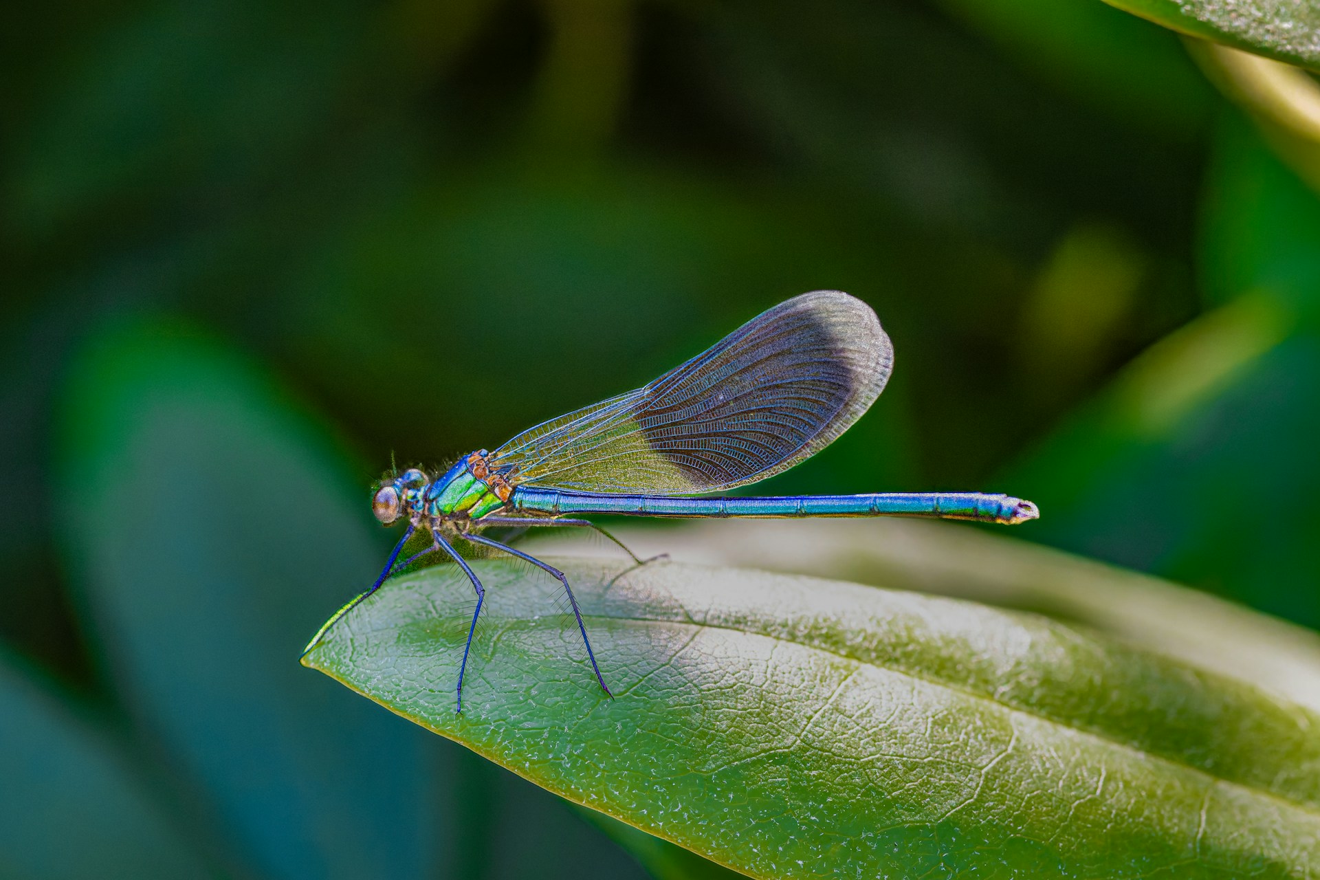 blue dragonfly