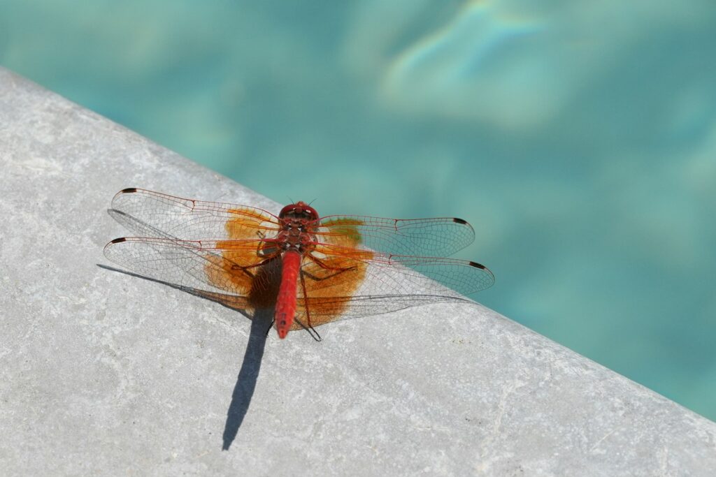 dragonfly